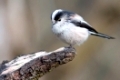 long-tailed tit 